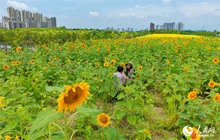 游客在向日葵“花海”中游玩，连片的花朵与蓝天白云、城市建筑交相辉映，构成一幅绚丽的夏日公园画卷。人民网记者 朱海鹏摄