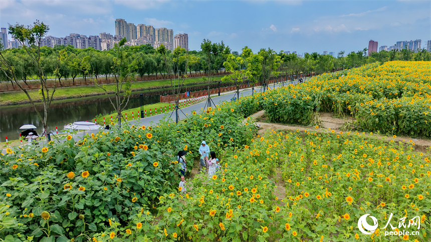 游客在向日葵“花海”中游玩，连片的花朵与蓝天白云、城市建筑交相辉映，构成一幅绚丽的夏日公园画卷。人民网记者 朱海鹏摄