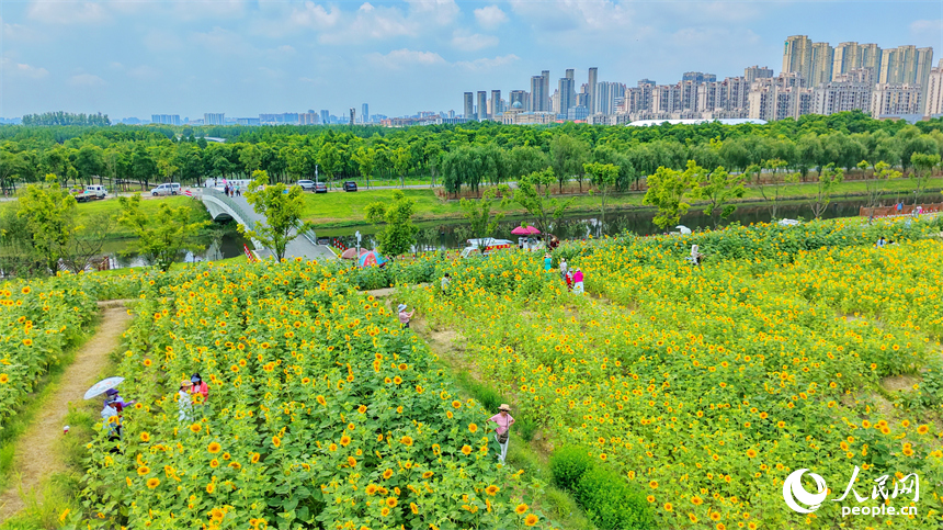 游客在向日葵“花海”中游玩，连片的花朵与蓝天白云、城市建筑交相辉映，构成一幅绚丽的夏日公园画卷。人民网记者 朱海鹏摄