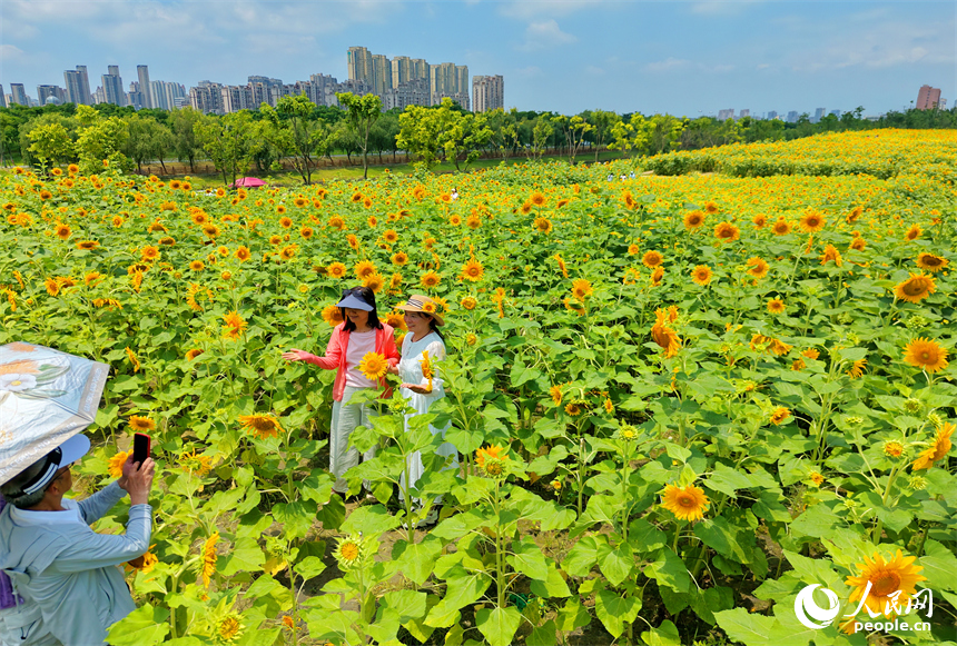 游客在向日葵“花海”中游玩，连片的花朵与蓝天白云、城市建筑交相辉映，构成一幅绚丽的夏日公园画卷。人民网记者 朱海鹏摄