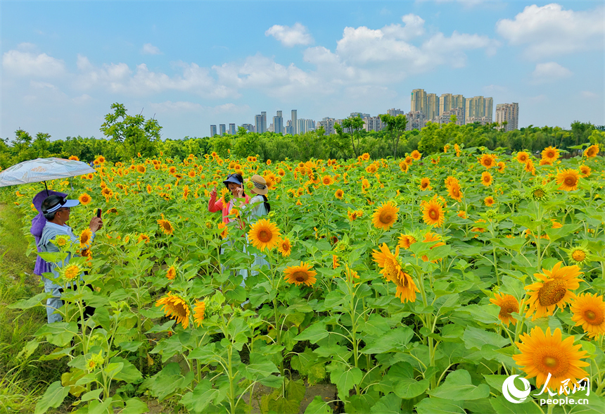 游客在向日葵“花海”中游玩，连片的花朵与蓝天白云、城市建筑交相辉映，构成一幅绚丽的夏日公园画卷。人民网记者 朱海鹏摄