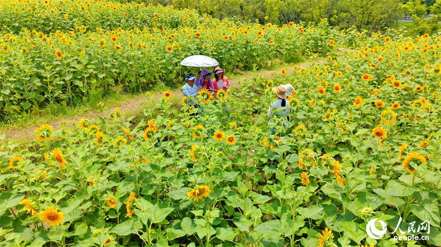 游客在向日葵“花海”中游玩，连片的花朵与蓝天白云、城市建筑交相辉映，构成一幅绚丽的夏日公园画卷。人民网记者 朱海鹏摄