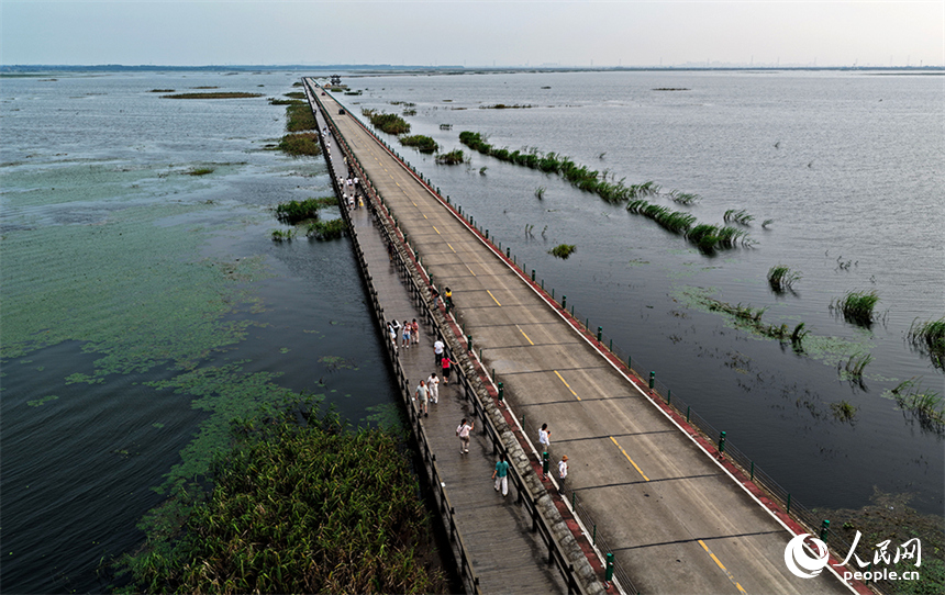 江西永修县鄱阳湖区的永吴公路大湖池段,再现“水上公路”奇观。人民网记者 时雨摄