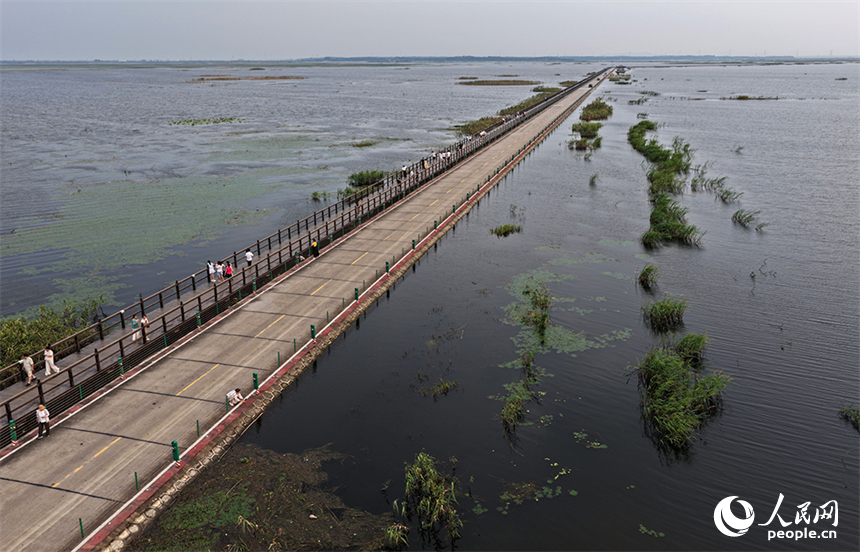 江西永修县鄱阳湖区的永吴公路大湖池段，再现“水上公路”奇观。人民网记者 时雨摄