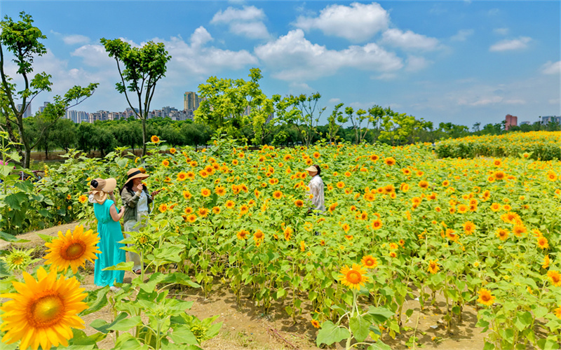 江西南昌：城市向日葵“花海”迎客来