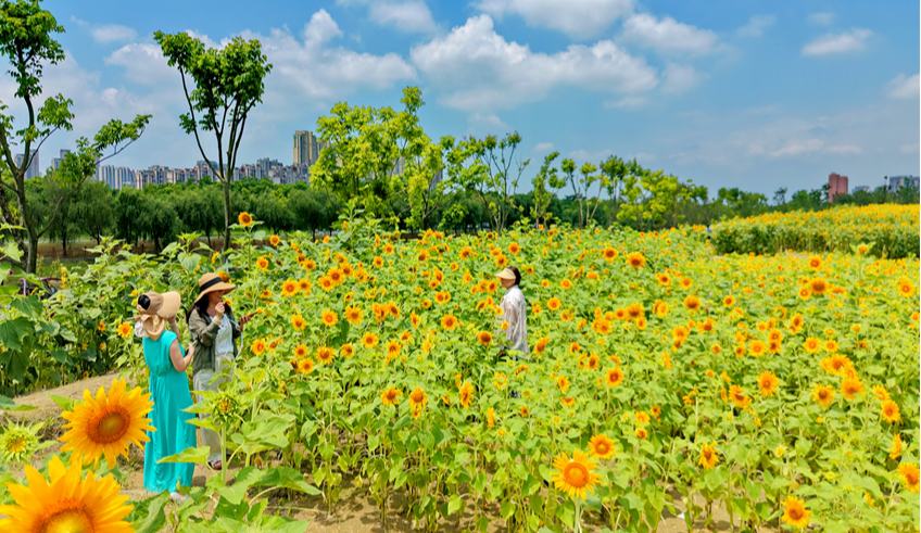 江西南昌：城市向日葵“花海”迎客来