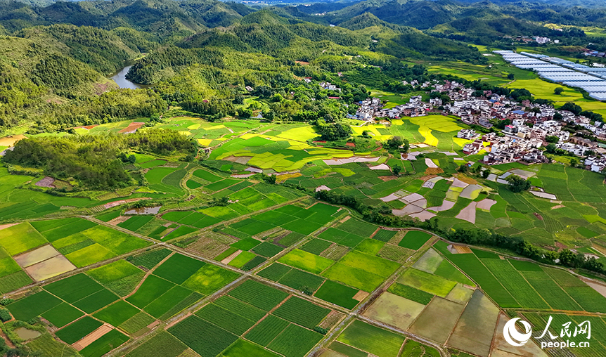 赣州市信丰县正平镇中坝村，连片的高标准农田水稻渐次泛黄，与村居屋舍、蜿蜒道路、绵延青山相映成景，勾勒出一派秀美的乡村田园夏季风光。人民网记者 朱海鹏摄