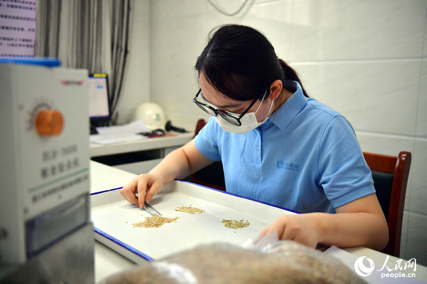 质检员正在检测稻谷出糙率，对稻谷质量定等级。人民网记者 时雨摄
