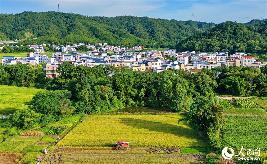 贛州市信豐縣川風村，種糧戶在田間收割早稻，金黃的稻谷與鱗次櫛比的農房、枝繁葉茂的樹木相互點綴，勾勒出一幅盛夏豐收時節的和美鄉村畫卷。人民網記者 朱海鵬攝