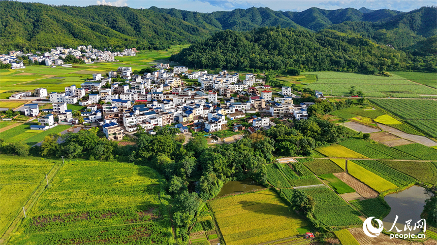 赣州市信丰县川风村，种粮户在田间收割早稻，金黄的稻谷与鳞次栉比的农房、枝繁叶茂的树木相互点缀，勾勒出一幅盛夏丰收时节的和美乡村画卷。人民网记者 朱海鹏摄