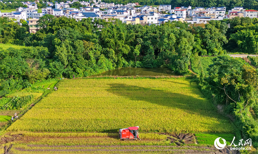 赣州市信丰县川风村，种粮户在田间收割早稻，金黄的稻谷与鳞次栉比的农房、枝繁叶茂的树木相互点缀，勾勒出一幅盛夏丰收时节的和美乡村画卷。人民网记者 朱海鹏摄