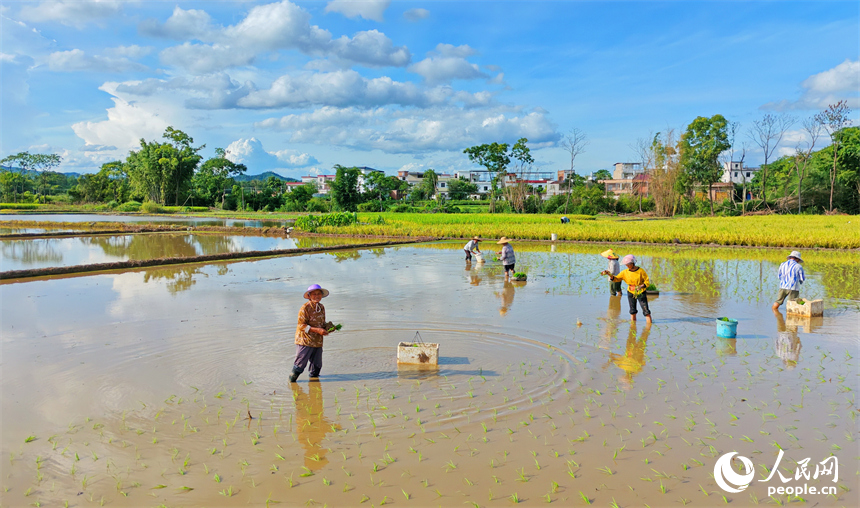 赣州市信丰县川风村，村民在田间抛秧，晚稻种植有序推进。人民网记者 朱海鹏摄