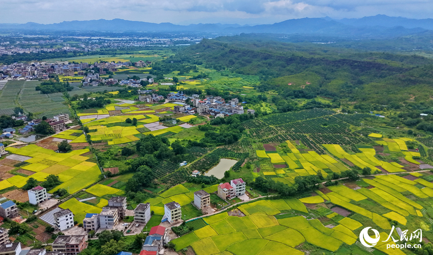 瑞金市叶坪镇叶坪村，青山巍峨、绿树葱茏，纵横交织的稻田与错落分布的农房相得益彰，构成一幅色彩斑斓的乡村画卷。人民网记者 朱海鹏摄