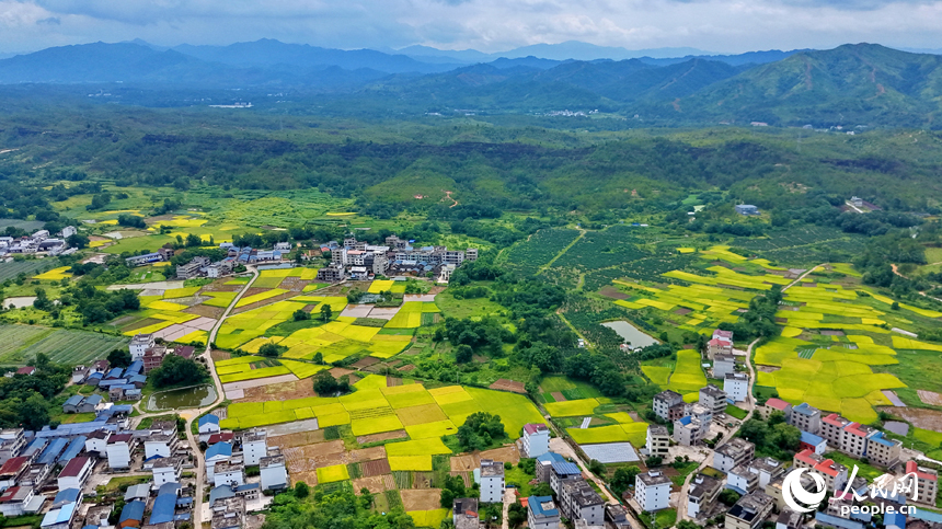 瑞金市叶坪镇叶坪村，青山巍峨、绿树葱茏，纵横交织的稻田与错落分布的农房相得益彰，构成一幅色彩斑斓的乡村画卷。人民网记者 朱海鹏摄