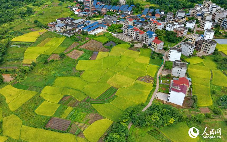 瑞金市叶坪镇叶坪村，青山巍峨、绿树葱茏，纵横交织的稻田与错落分布的农房相得益彰，构成一幅色彩斑斓的乡村画卷。人民网记者 朱海鹏摄