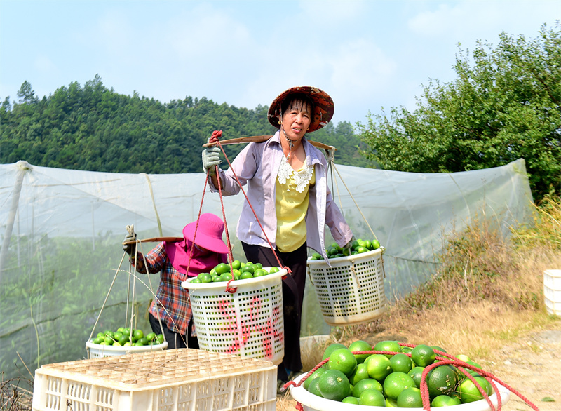 江西省赣州市会昌县筠门岭镇盘古村，果农采摘特早熟蜜桔。