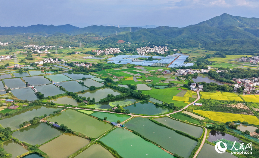 信丰县大阿镇大阿村，稻谷由青转黄，农田与村庄、绿树、公路相得益彰，如诗如画。人民网记者 朱海鹏摄