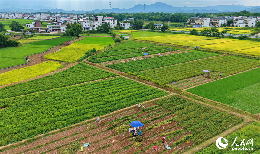 村民在田间采收花生。人民网记者 朱海鹏摄