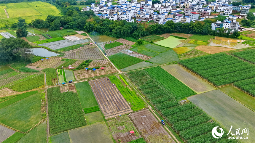 村民在田间采收花生。人民网记者 朱海鹏摄