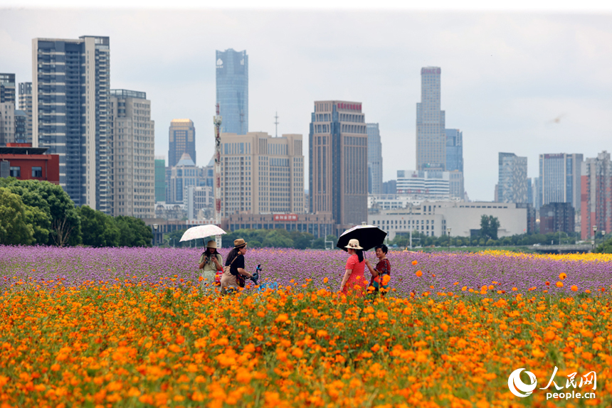 市民在投書浦公園內賞花拍照，暢游花海。人民網記者 時雨攝