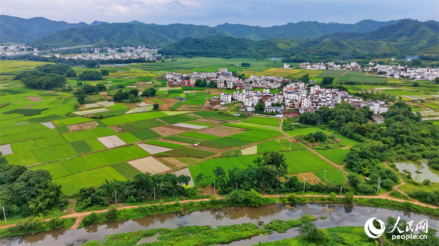 赣州市信丰县大阿镇莲塘村，沃野铺展、绿树连片，泛黄渐熟的水稻与错落分布的农房相得益彰，勾绘出一幅初秋时节的和美乡村画卷。人民网记者 朱海鹏摄