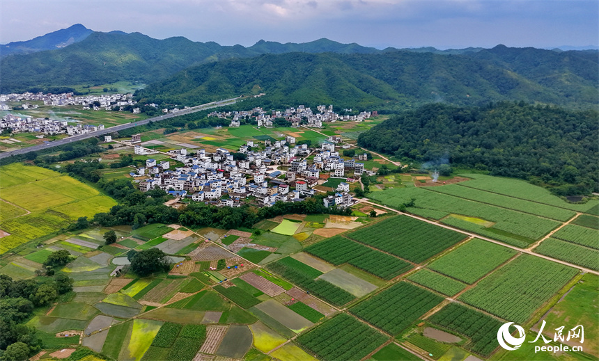 赣州市信丰县大阿镇莲塘村，沃野铺展、绿树连片，泛黄渐熟的水稻与错落分布的农房相得益彰，勾绘出一幅初秋时节的和美乡村画卷。人民网记者 朱海鹏摄