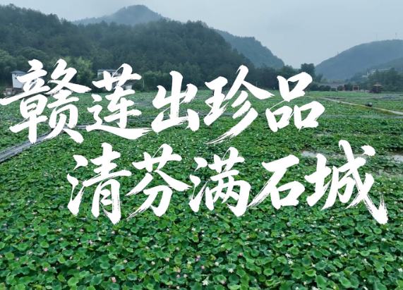 【视频】赣莲出珍品 清芬满石城
