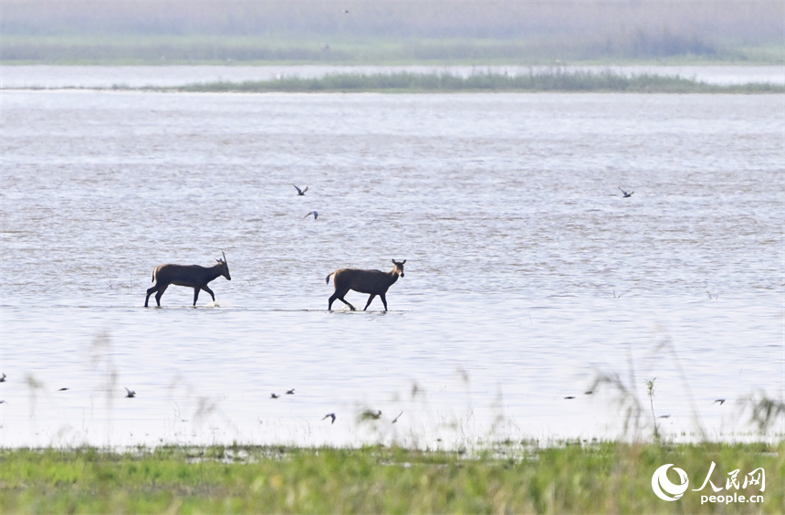 鄱阳湖区的麋鹿与湿地植被、水系自然相融，呈现出一幅和谐的生态画卷。人民网记者 时雨摄