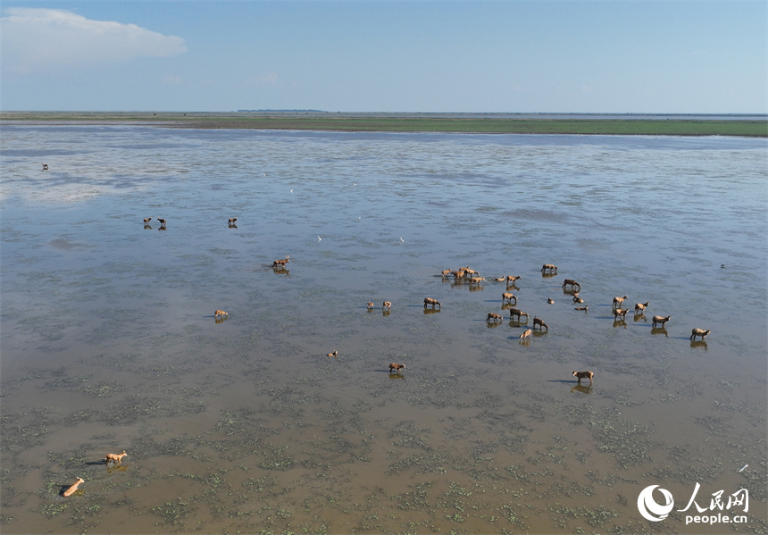 鄱阳湖区的麋鹿与湿地植被、水系自然相融，呈现出一幅和谐的生态画卷。人民网记者 时雨摄