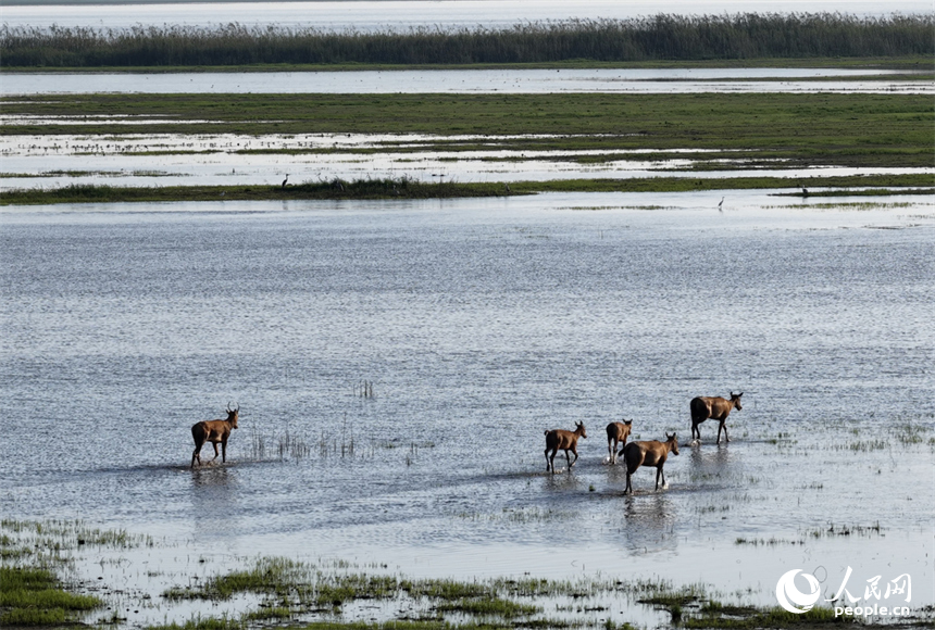 鄱阳湖区的麋鹿与湿地植被、水系自然相融，呈现出一幅和谐的生态画卷。人民网记者 时雨摄