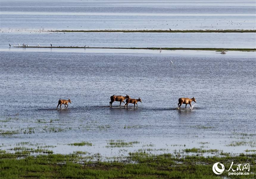 鄱阳湖区的麋鹿与湿地植被、水系自然相融，呈现出一幅和谐的生态画卷。人民网记者 时雨摄
