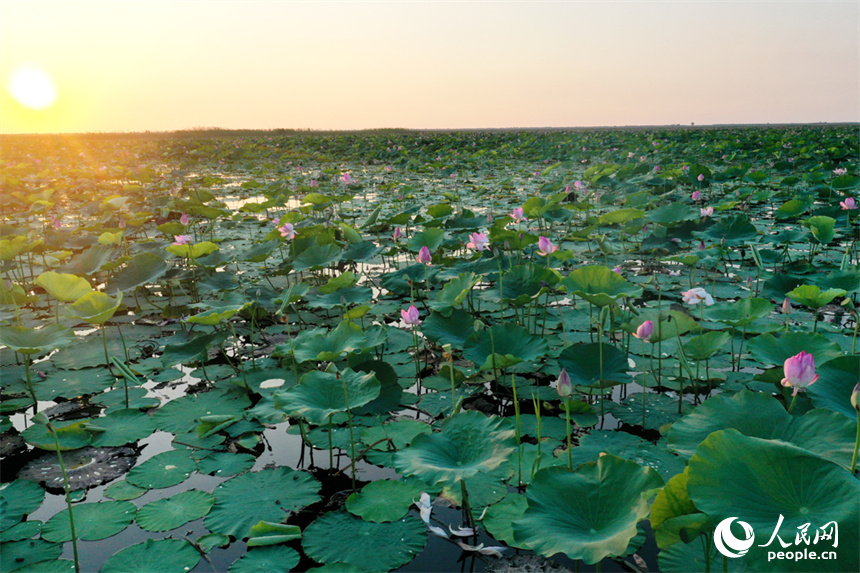 鄱阳湖野生荷花绽放，不仅为广袤的鄱湖湿地增添靓丽色彩，也为即将到来的候鸟提供天然口粮。人民网记者 时雨摄