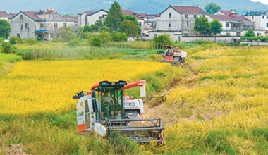 秋糧生產進入關鍵環節