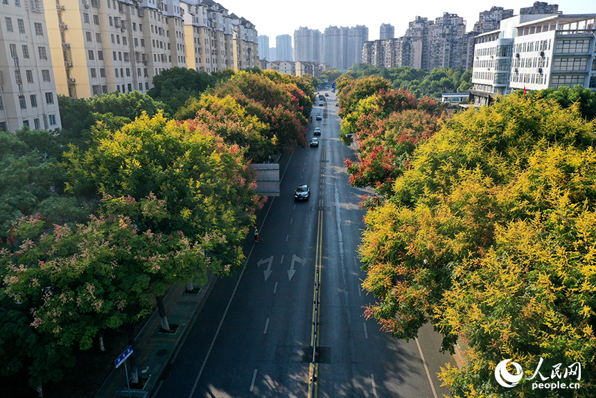 南昌市红谷滩区丽景路两侧栾树“换装”，将城市道路装扮成一条彩色“长廊”。人民网记者 时雨摄