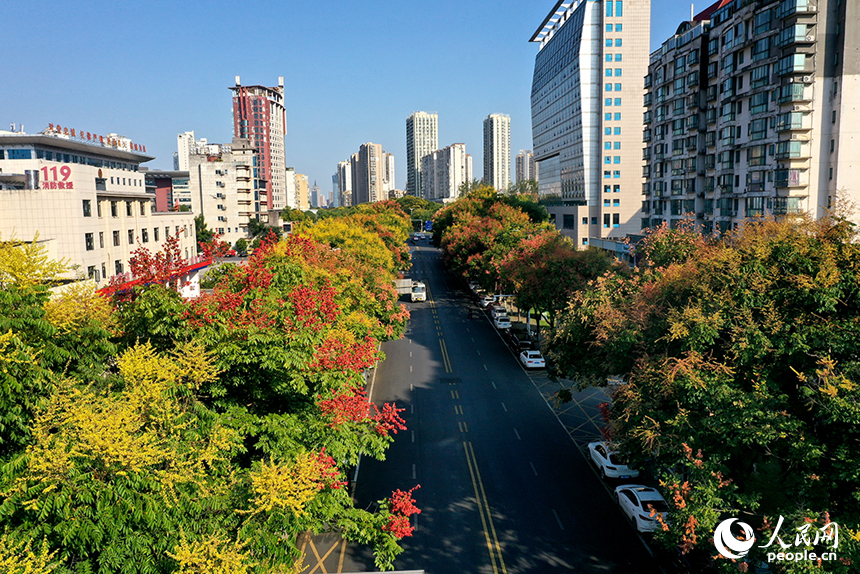 南昌市红谷滩区丽景路两侧栾树“换装”，将城市道路装扮成一条彩色“长廊”。人民网记者 时雨摄