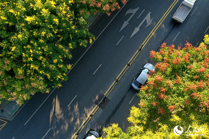 南昌市红谷滩区丽景路两侧栾树“换装”，将城市道路装扮成一条彩色“长廊”。人民网记者 时雨摄