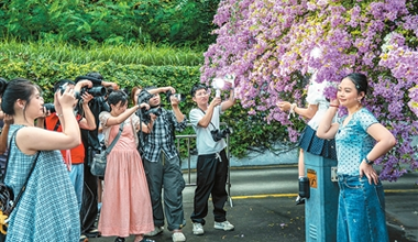 杜鹃绽放引客来