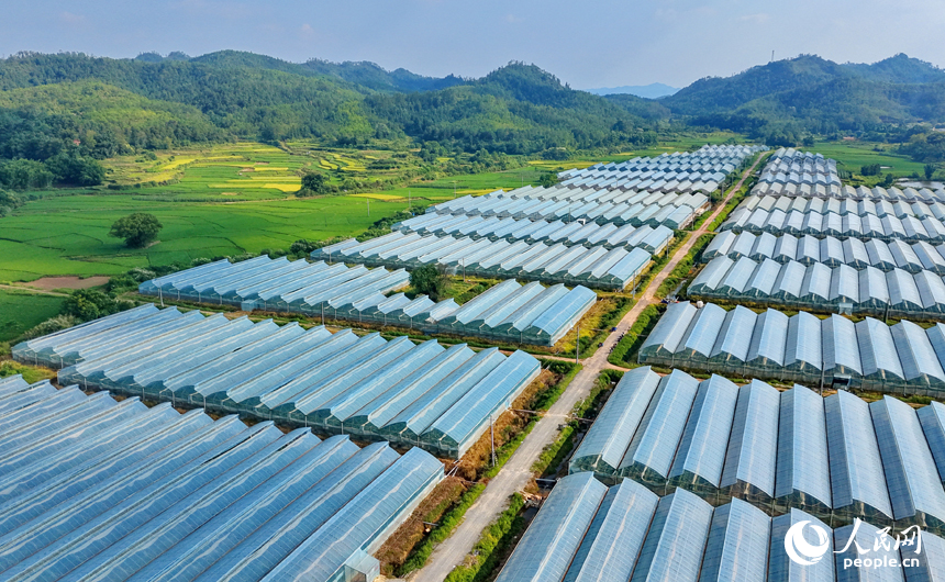信豐縣正平鎮廟下村蔬菜基地，一排排連片安裝的鋼架薄膜大棚與田園、農房相得益彰。人民網記者 朱海鵬攝