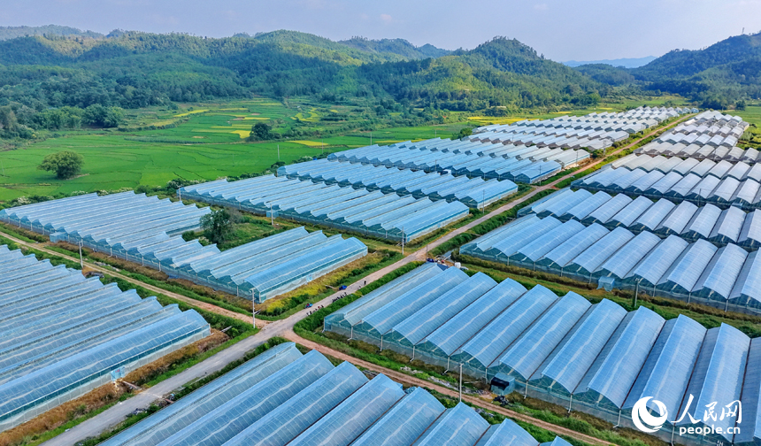 信丰县正平镇庙下村蔬菜基地，一排排连片安装的钢架薄膜大棚与田园、农房相得益彰。人民网记者 朱海鹏摄