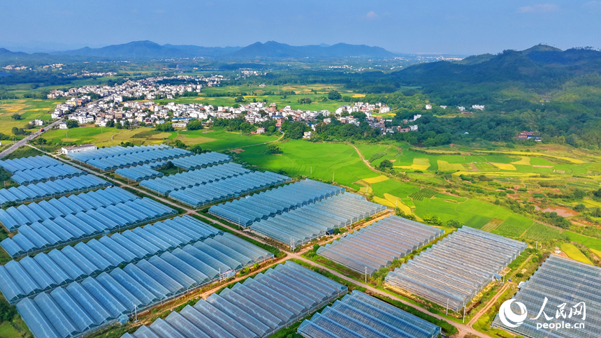 信丰县正平镇庙下村蔬菜基地，一排排连片安装的钢架薄膜大棚与田园、农房相得益彰。人民网记者 朱海鹏摄