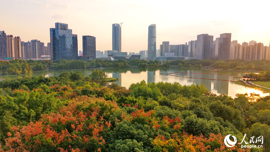 贛州市城區的一處濕地公園秋意漸濃，火紅的欒樹與秋日艷陽、城市建筑相映成景，構成一幅美麗生態畫卷。人民網記者 朱海鵬攝