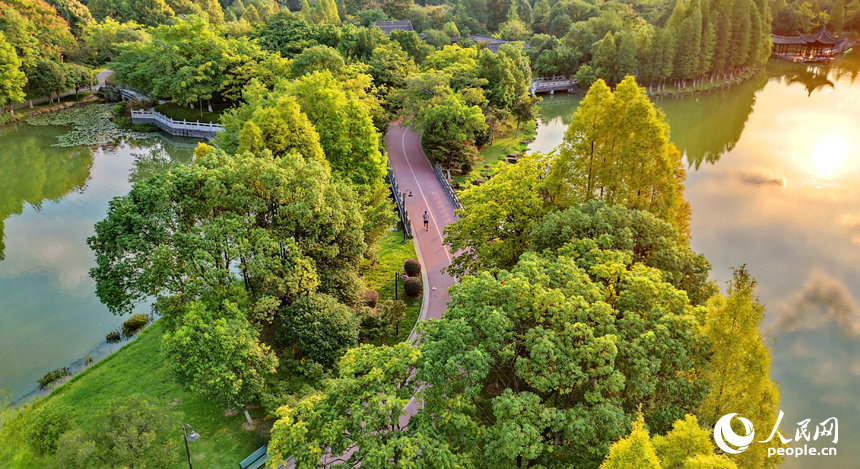 贛州市城區的一處濕地公園秋意漸濃，火紅的欒樹與秋日艷陽、城市建筑相映成景，構成一幅美麗生態畫卷。人民網記者 朱海鵬攝