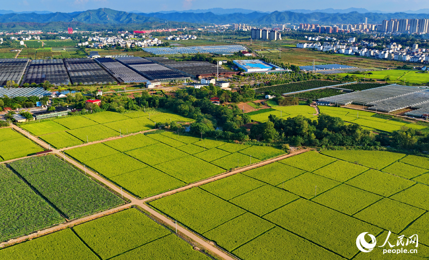 瑞金市叶坪镇田坞村，连片的高标准农田蔚为壮观，金黄的晚稻与设施大棚、村居农房相映成景，美不胜收。人民网记者 朱海鹏摄