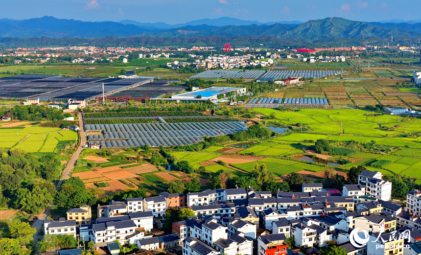 瑞金市叶坪镇田坞村，连片的高标准农田蔚为壮观，金黄的晚稻与设施大棚、村居农房相映成景，美不胜收。人民网记者 朱海鹏摄