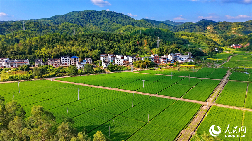 会昌县珠兰乡怀仁村制种稻种植基地，金秋田园风光美不胜收。人民网记者 朱海鹏摄
