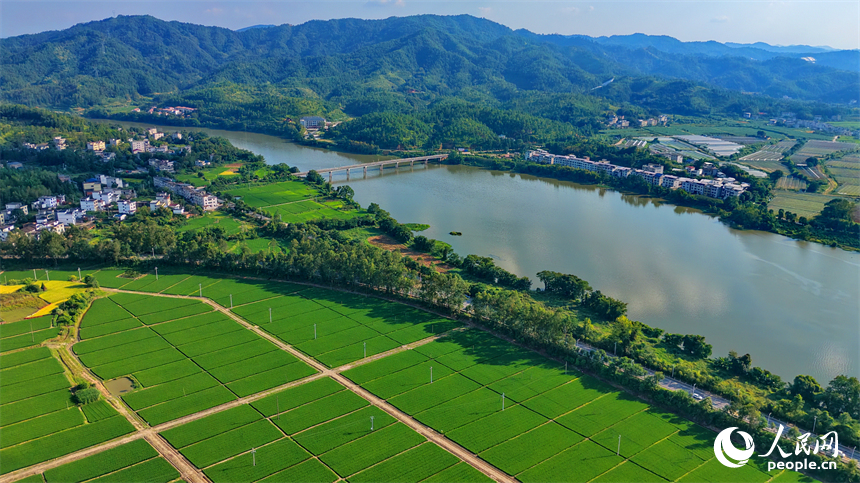 会昌县珠兰乡怀仁村制种稻种植基地，金秋田园风光美不胜收。人民网记者 朱海鹏摄