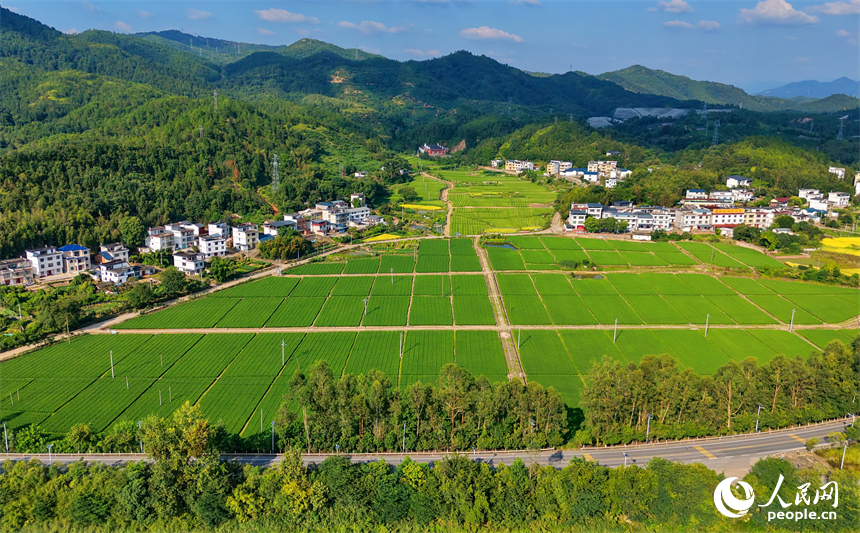 会昌县珠兰乡怀仁村制种稻种植基地，金秋田园风光美不胜收。人民网记者 朱海鹏摄
