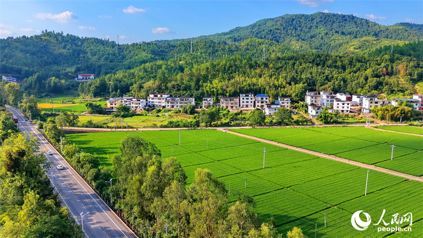会昌县珠兰乡怀仁村制种稻种植基地，金秋田园风光美不胜收。人民网记者 朱海鹏摄