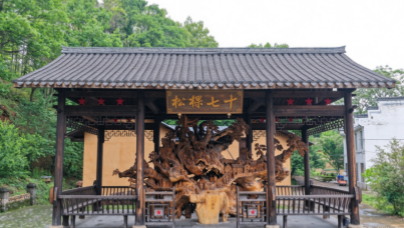 行进中国｜十七棵信念树在瑞金叶坪镇华屋村后的山坡上，伫立着十七棵苍劲的青松。一九三四年，十七位华屋籍战士随部队长征前，每人种下一棵松树。但他们最终全部牺牲在长征途中。如今，十七棵松依旧挺拔，被人们深情地唤作“信念树”。