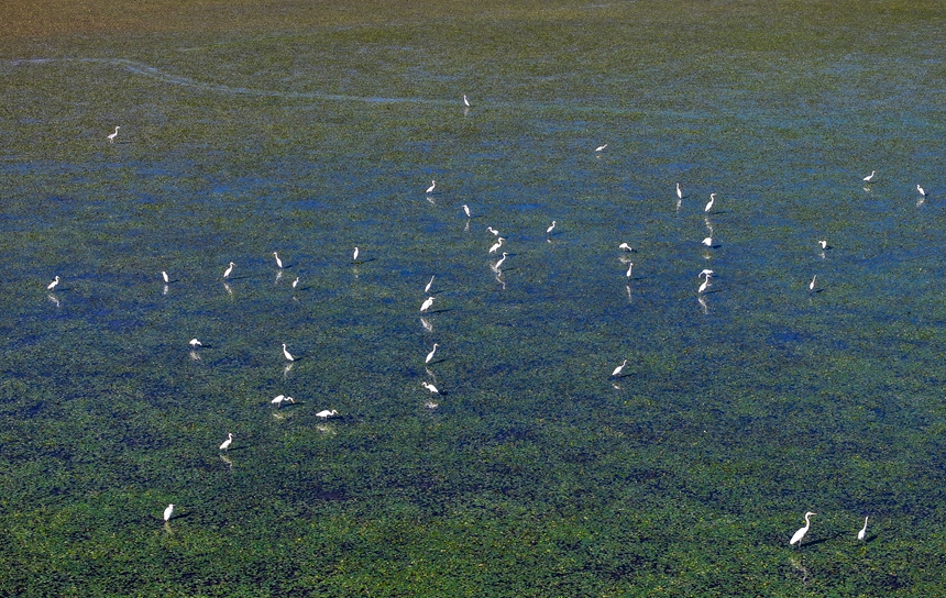 成群鷺鳥在此駐足棲息、悠然覓食，人與自然和諧共生。